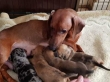 Stunning Dachshund Puppies Ready Now